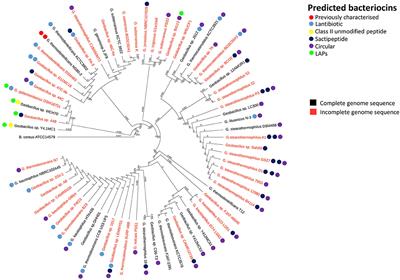 In silico Prediction and Exploration of Potential Bacteriocin Gene Clusters Within the Bacterial Genus Geobacillus